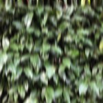 Blurred-Leaves-1.jpg