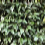 Blurred-Leaves-11.jpg